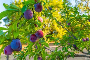 24000 Fig Tree Ln, Yorkville, CA 95494 - Photo 52