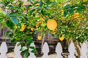 41 Meadow Ave, San Rafael, CA 94901 - Photo 52