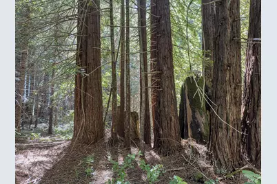 42180 Deer Trail, The Sea Ranch, CA 95497 - Photo 4