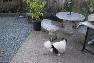 212 Ezra Ave, Santa Rosa, CA 95401 - Photo 6