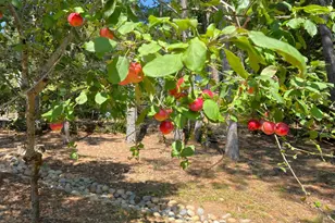 12195 Fiori Ln, Sebastopol, CA 95472 - Photo 86