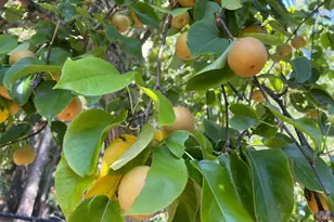 12195 Fiori Ln, Sebastopol, CA 95472 - Photo 88