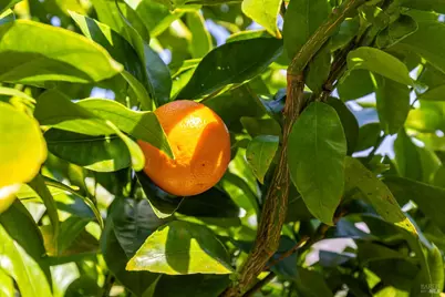 2491 Plum Meadow Court, Santa Rosa, CA 95404 - Photo 54