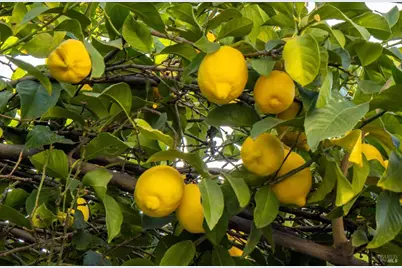 580 Yellowstone Drive, Vacaville, CA 95687 - Photo 44