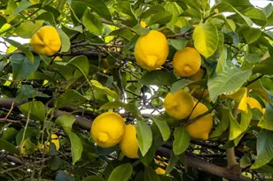 580 Yellowstone Dr, Vacaville, CA 95687 - Photo 44