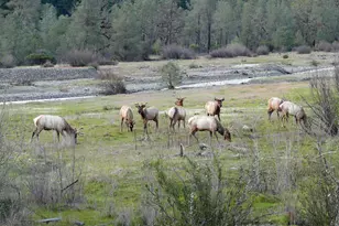 4311 Forest Hill Dr, Potter Valley, CA 95469 - Photo 36