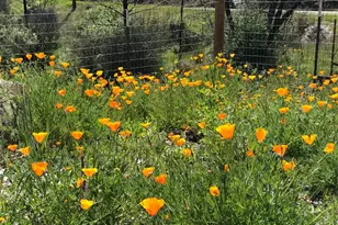 8700 Butts Canyon Rd, Pope Valley, CA 94567 - Photo 18