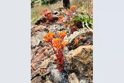 8700 Butts Canyon Road, Pope Valley, CA 94567 - Photo 22