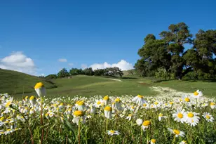 2700 Geysers Rd, Geyserville, CA 95441 - Photo 48