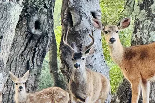 4427 Glencannon Dr, Fairfield, CA 94534 - Photo 68