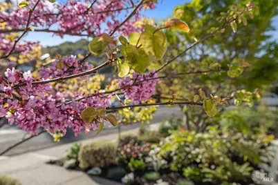 42 Billou Street, San Rafael, CA 94901 - Photo 52