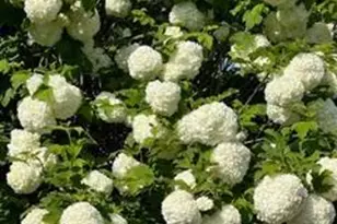 43700 Mountain View Rd, Manchester, CA 95459 - Photo 86