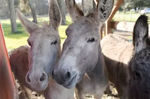 43700 Mountain View Rd, Manchester, CA 95459 - Photo 74