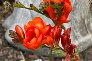 43700 Mountain View Rd, Manchester, CA 95459 - Photo 80