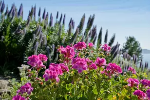 435 Tremont Ave, Point Richmond, CA 94801 - Photo 46