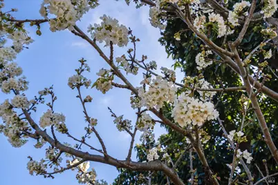 939 Champion Lane, Deer Park, CA 94576 - Photo 56