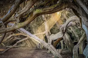 39574 Leeward Rd, The Sea Ranch, CA 95497 - Photo 60