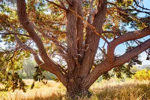 43500 Crispin Rd, Manchester, CA 95459 - Photo 90