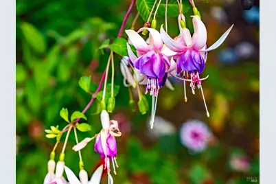 43500 Crispin Road, Manchester, CA 95459 - Photo 42