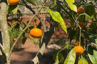 838 Oakwood Dr, Sonoma, CA 95476 - Photo 46