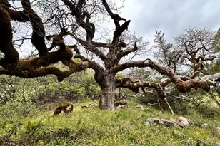 8401 Brandywine Dr, Ukiah, CA 95482 - Photo 54