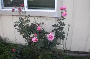 1911 Corby Ave, Santa Rosa, CA 95407 - Photo 1