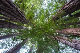 46800 Ocean View Dr, Gualala, CA 95445 - Photo 26