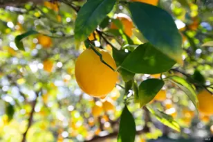 3320 Redwood Rd, Napa, CA 94558 - Photo 8