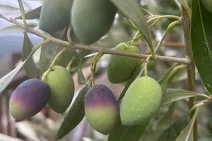 16101 Lost Crk Rd, Yorkville, CA 95494 - Photo 68