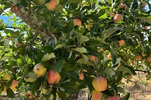 16101 Lost Crk Rd, Yorkville, CA 95494 - Photo 66