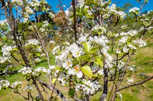 16101 Lost Crk Rd, Yorkville, CA 95494 - Photo 64