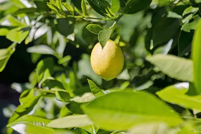 85 Berens Drive, Kentfield, CA 94904 - Photo 50