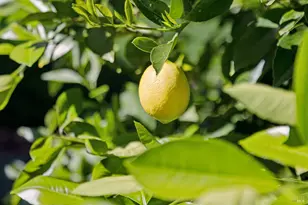 85 Berens Dr, Kentfield, CA 94904 - Photo 50