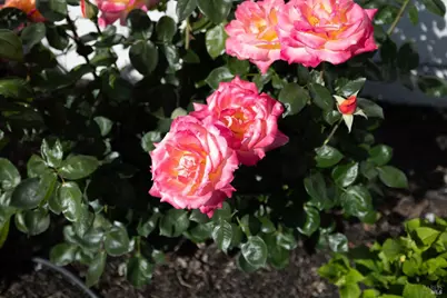 9865 Sunray Place, Windsor, CA 95492 - Photo 4