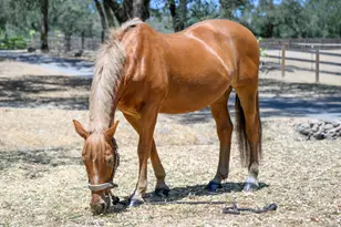 100 W Trinity Rd, Glen Ellen, CA 95442 - Photo 6