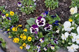 28 Lesina Way, Novato, CA 94945 - Photo 42