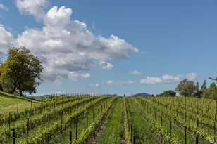 1129 Dealy Ln, Napa, CA 94559 - Photo 38