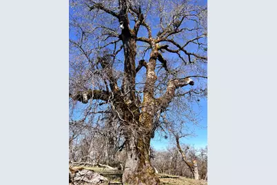 74000 Island Mountain Road, Laytonville, CA 95454 - Photo 8