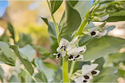 354 E Napa Street, Sonoma, CA 95476 - Photo 58