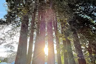 20 Camellia Cir, Larkspur, CA 94939 - Photo 36