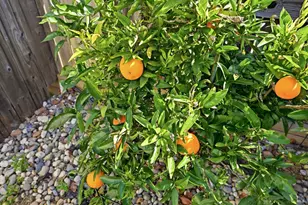 469 Riesling St, Cloverdale, CA 95425 - Photo 16