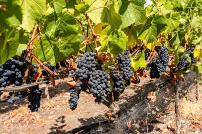 3340 Lichau Road, Penngrove, CA 94951 - Photo 24