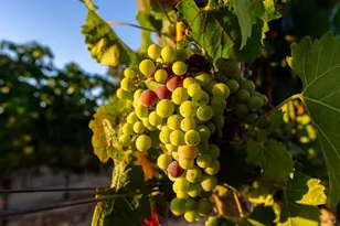 2143 Buena Vista Ave, Gilroy, CA 95020 - Photo 26