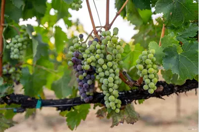 2143 Buena Vista Avenue, Gilroy, CA 95020 - Photo 42