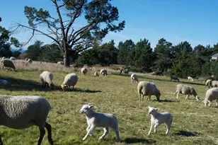 35926 Seaward Reach, The Sea Ranch, CA 95497 - Photo 20