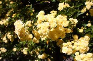 518 Galland St, Petaluma, CA 94952 - Photo 24