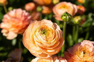 2900 Wild Turkey Run, Santa Rosa, CA 95404 - Photo 22