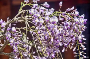 9 Portola Ave, Point Reyes Station, CA 94956 - Photo 48