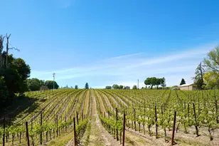 10463 Mill Station Rd, Sebastopol, CA 95472 - Photo 56