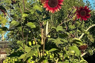 10463 Mill Station Rd, Sebastopol, CA 95472 - Photo 60